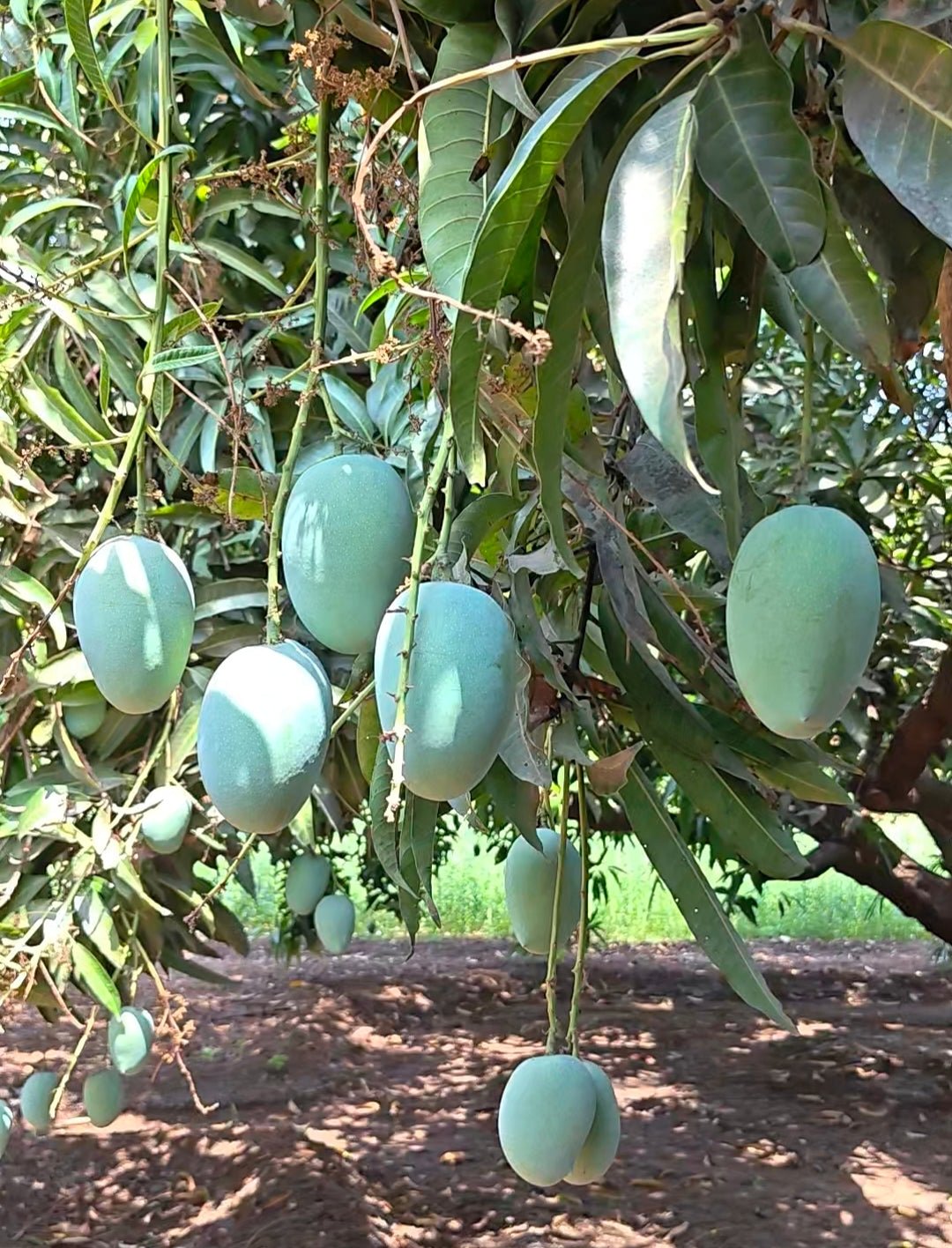 kesar_mango - magno keri - talala sasangir talalagir {{ product.title }} Gir Kesar Mango from Talala Gir Gujarat