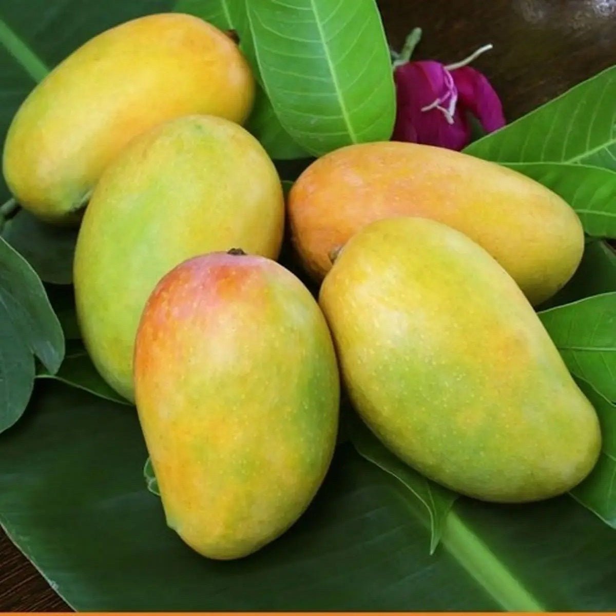 kesar_mango - magno keri - talala sasangir talalagir {{ product.title }} Gir Kesar Mango from Talala Gir Gujarat